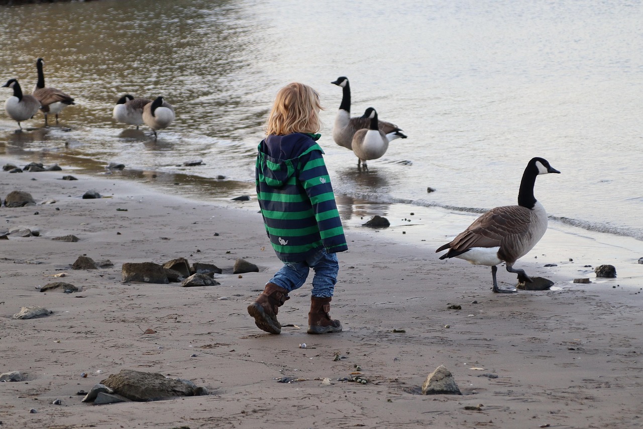 아이가 거위한테 가까이 가고 있다.