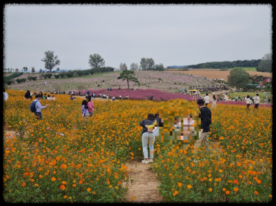 안성팜랜드 핑크뮬리&amp;#44;코스모스 가을 사진여행 추천합니다.