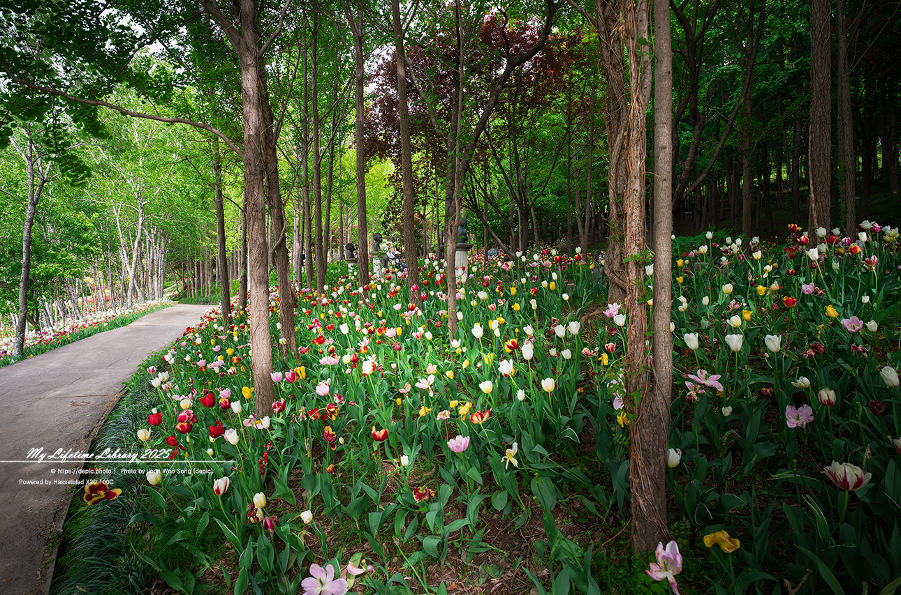 #봄 #꽃 #튤립 #아산 #피나클랜드