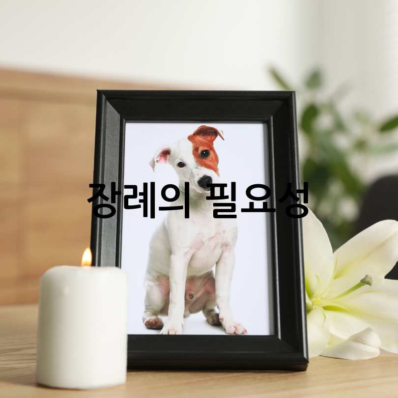 반려동물 장례비용과절차
