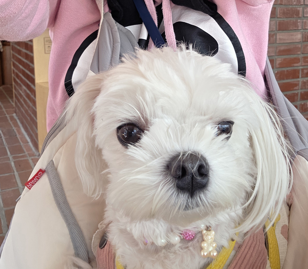 반려견 동반 가능한 카페 - 소이유지