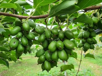 다래 재배 수분수 배치 덩굴 유인 겨울 보호_29