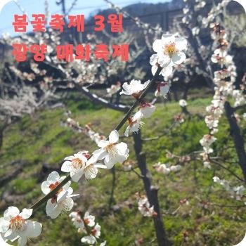 봄꽃축제 3월 광양 매화축제 구례 산수유꽃축제
