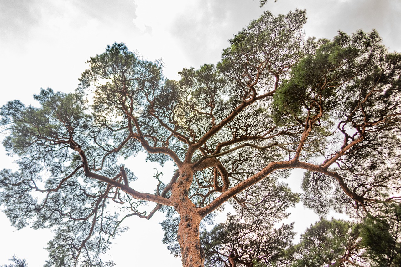 고성 여행 필수 소나무송 사진