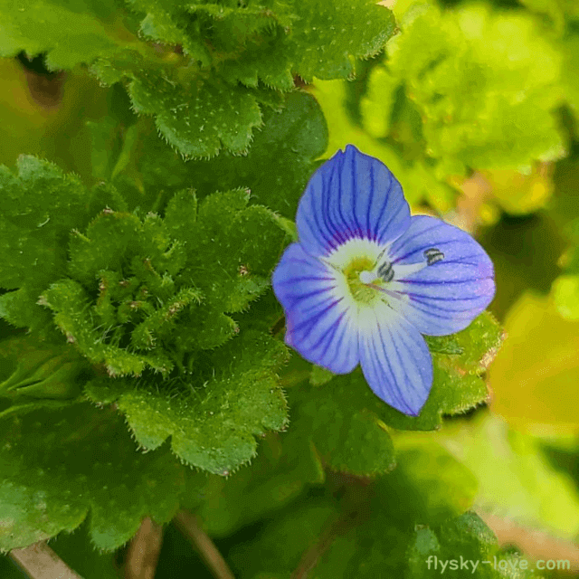 봄까치꽃(큰개불알풀) 효능