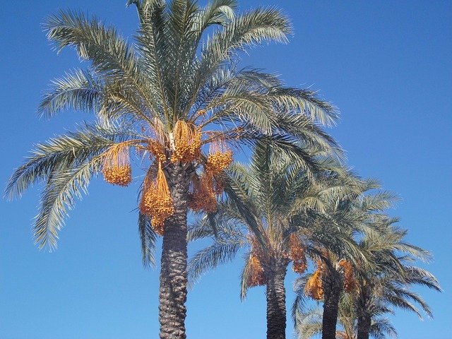 10월 5일 탄생화 종려나무(Windmill Palm)