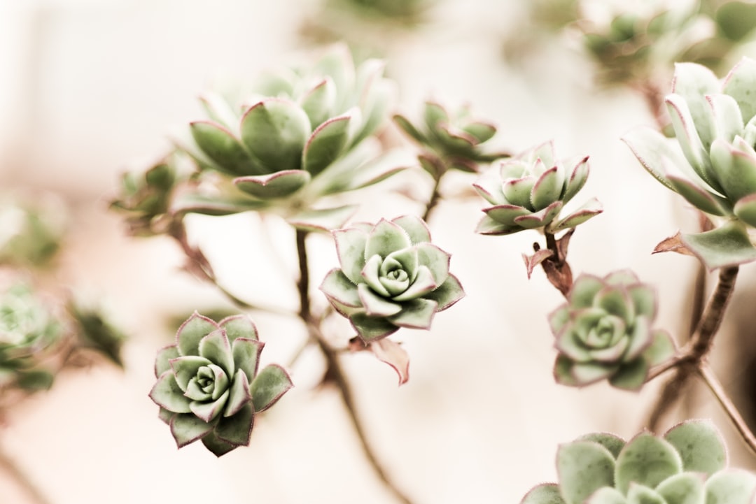 Succulent