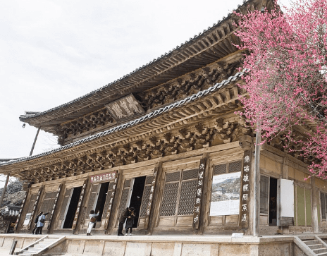 구례매화