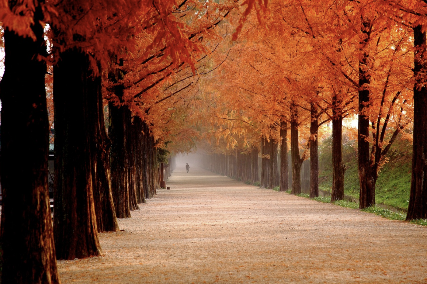 장태산 자연휴양림 단풍시기