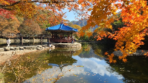 단풍시기