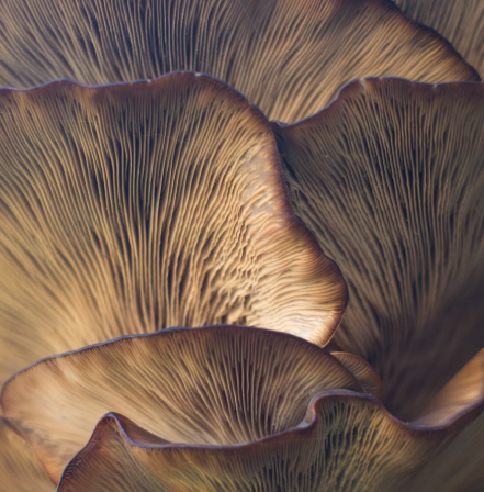 영지버섯 효능 부작용 먹는 방법