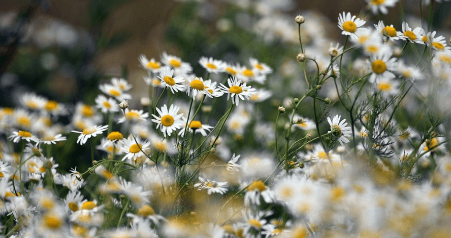 캐모마일 꽃 - 6