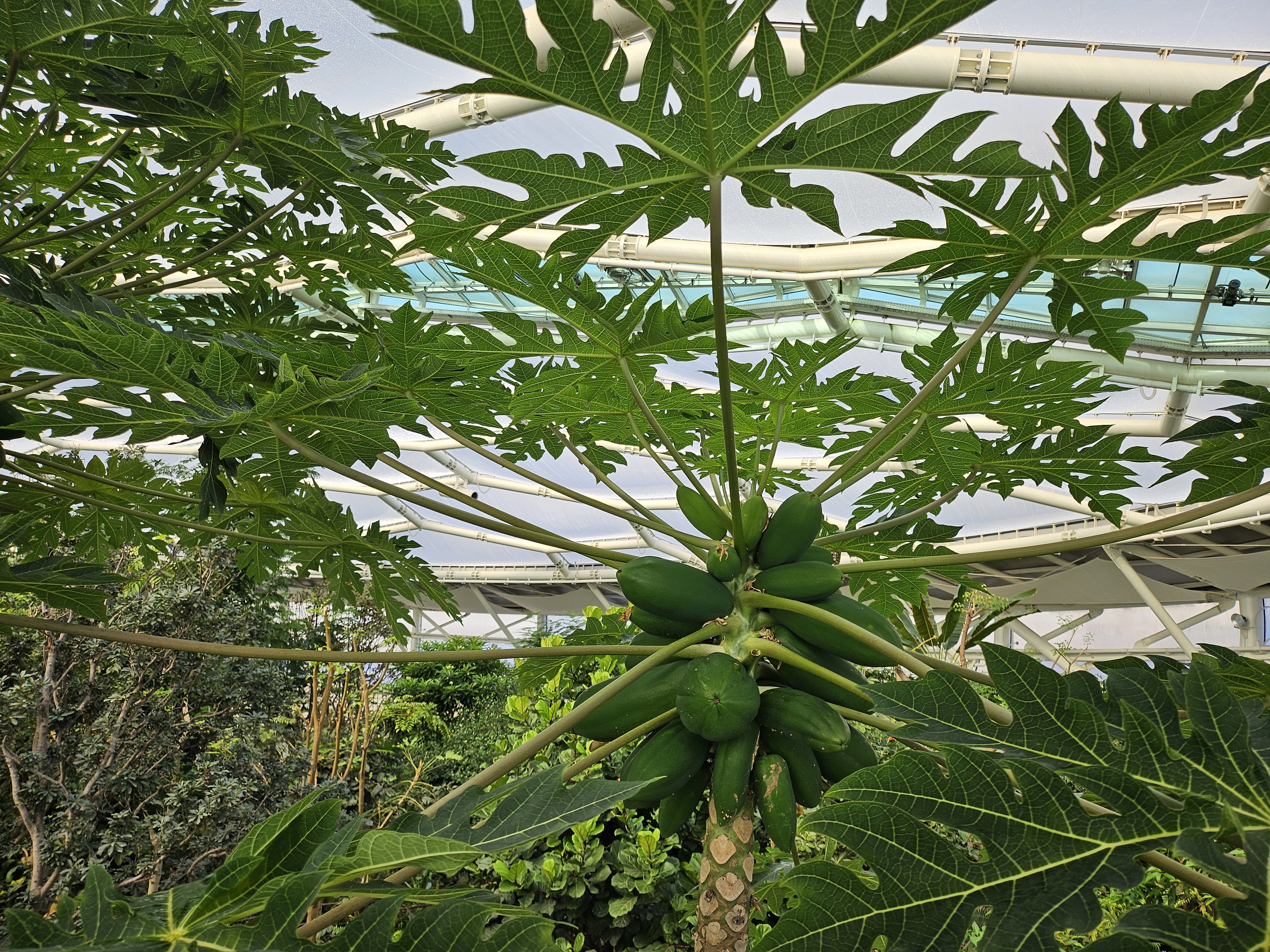 겨울 실내 아이와 가볼만한곳 부천호수공원 식물원 수피아