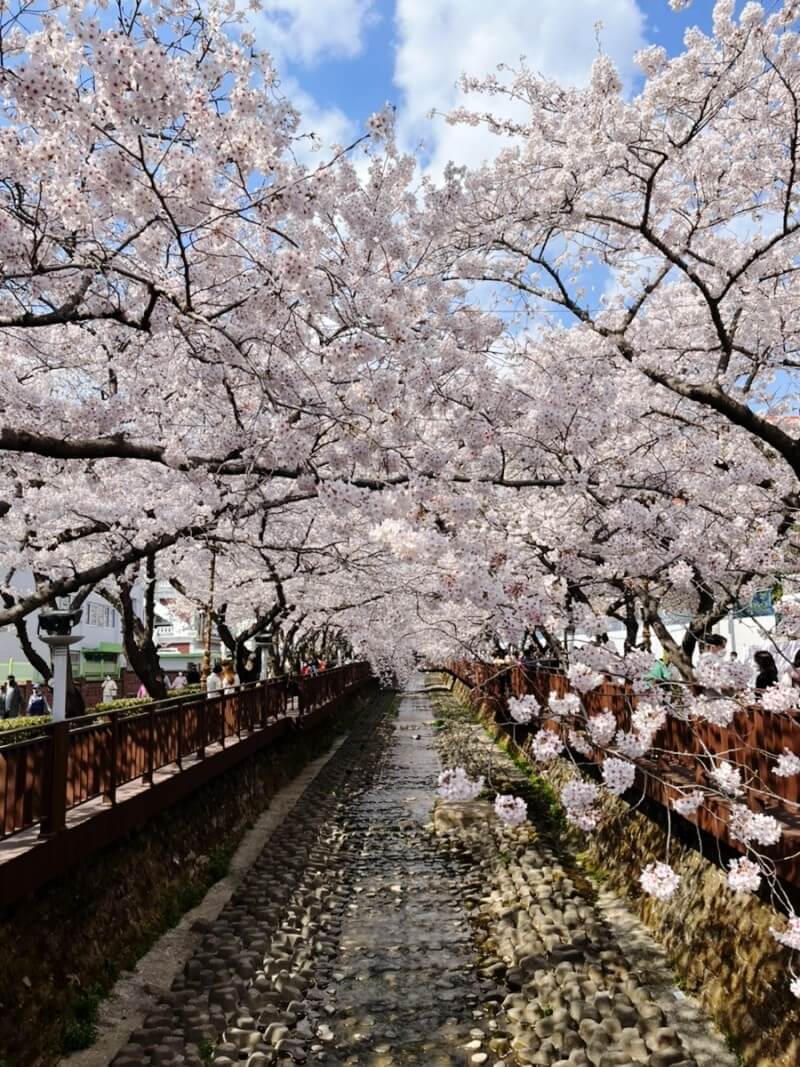 2024년 벚꽃 개화시기/ 지역별 명소