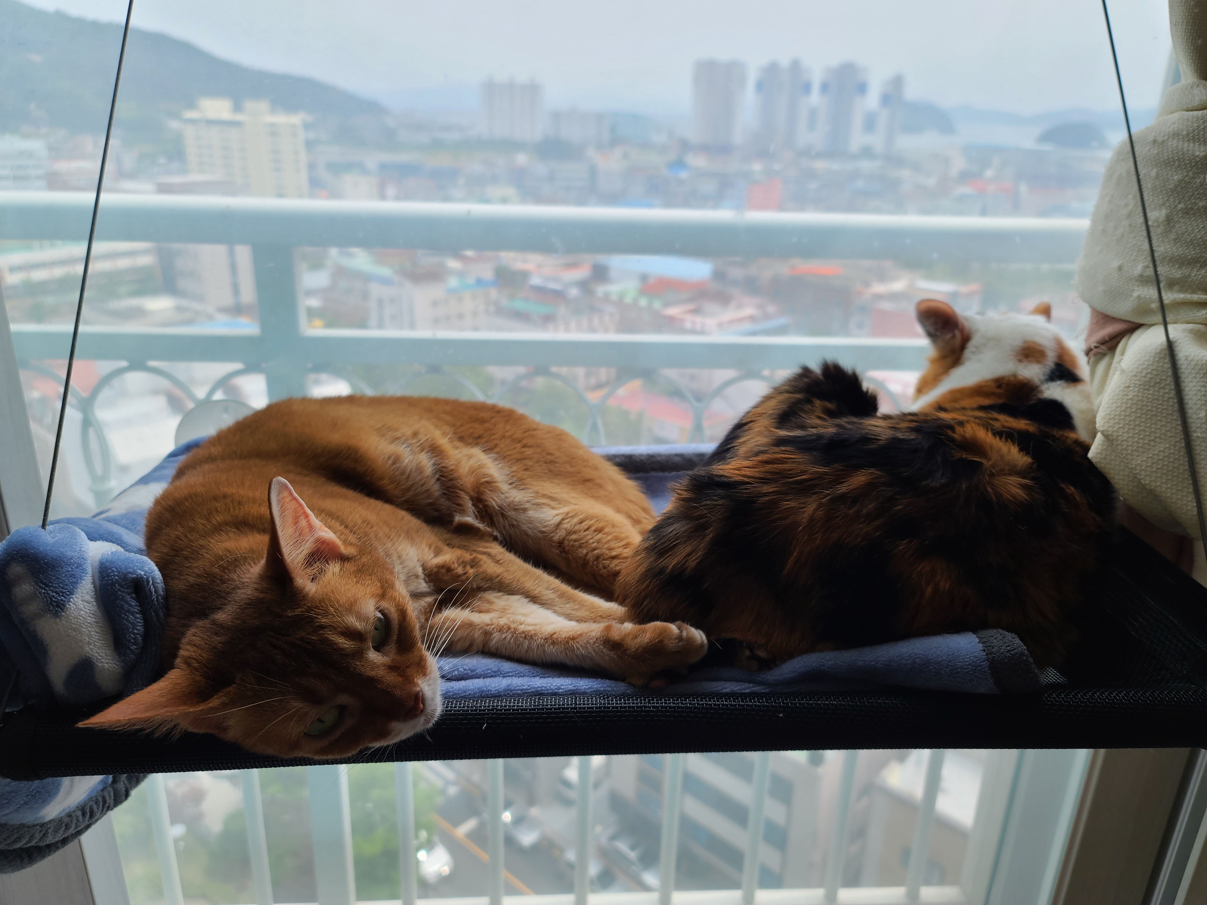 이해할수 없는 사차원 고양이 요미 ㅋ (feat. 루나와 요미)