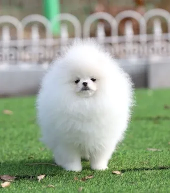 포메라니안 가격 성격 털빠짐 수명 미용_8