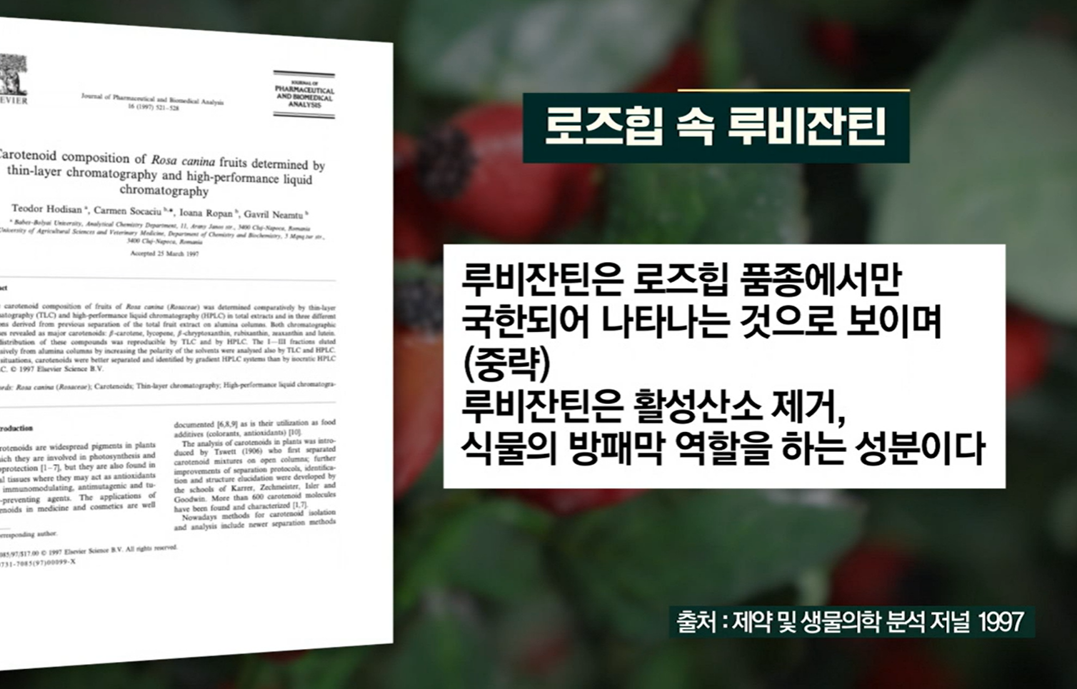 로즈힙퓨레