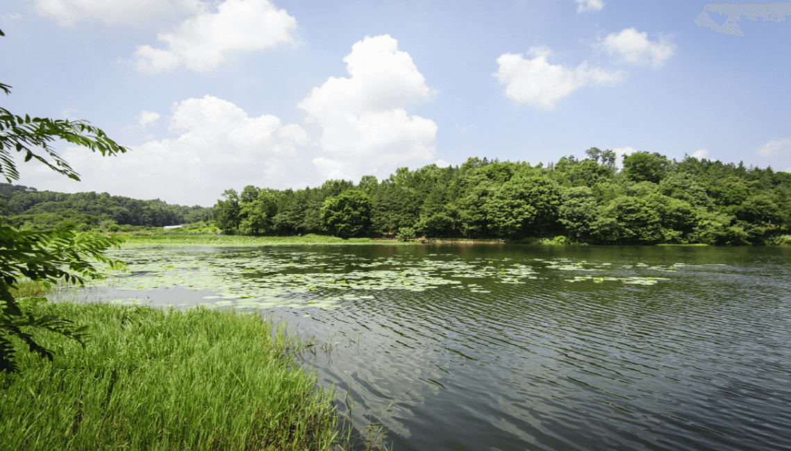 강 주위로 나무가 둘러싸인 오송제