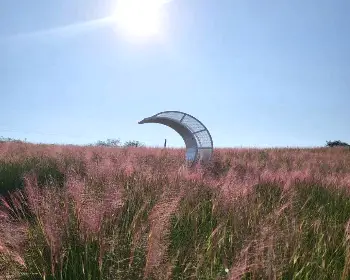 고창 핑크뮬리 축제_5