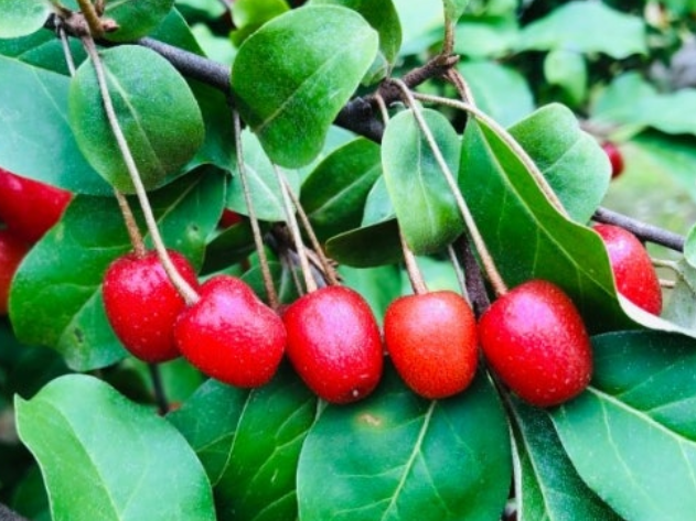 보리수-열매-효능-부작용-하루-섭취량-관련-사진