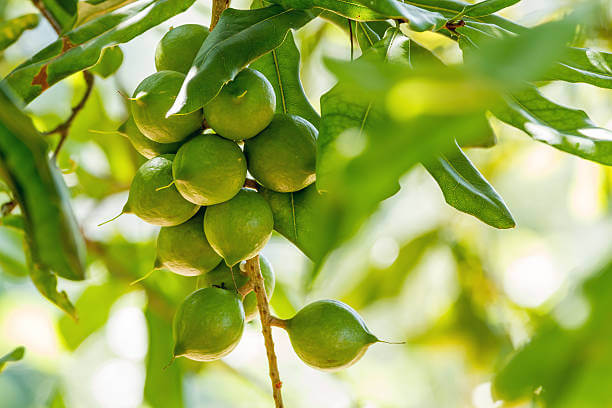 마카다미아 효능 및 부작용&amp;#44; 칼로리를 참고하세요.