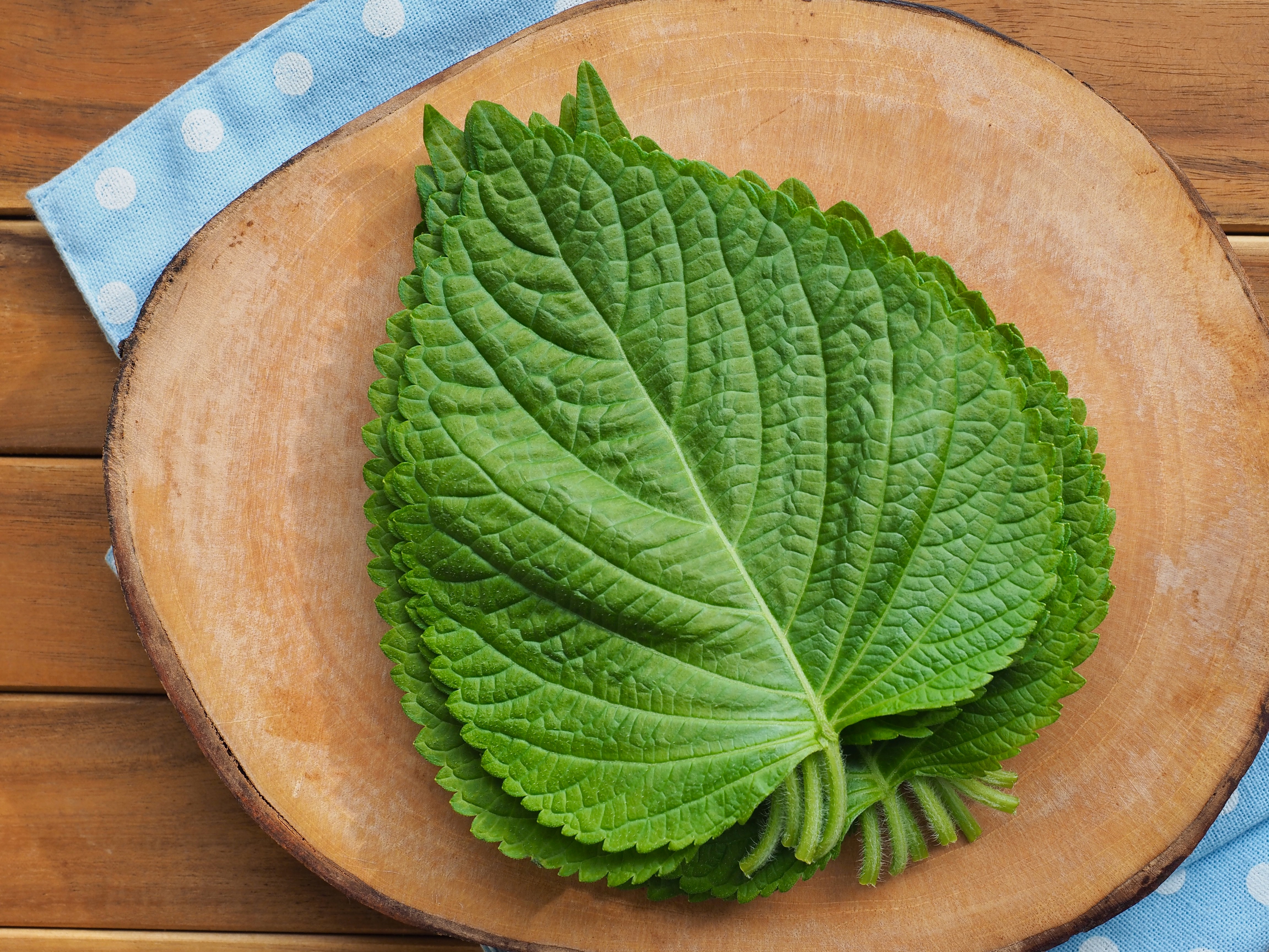 강아지 깻잎 먹어도