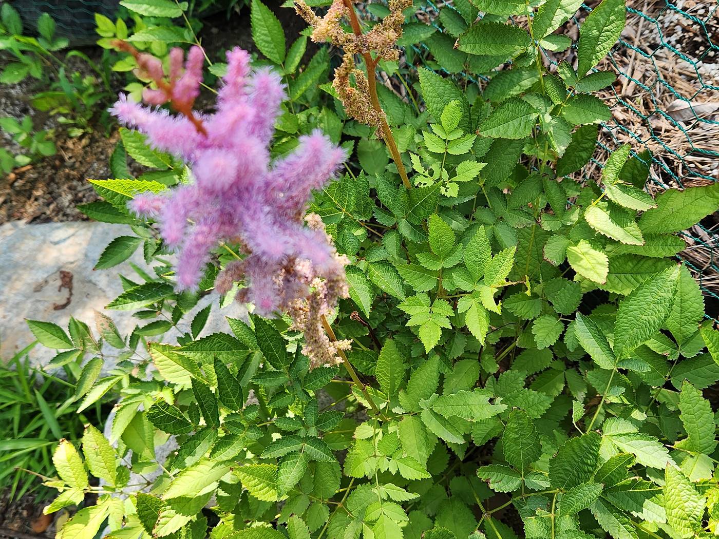 노루오줌
