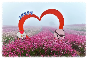 고석정 꽃밭축제