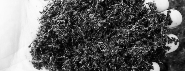 달팽이 흙: 코코피트