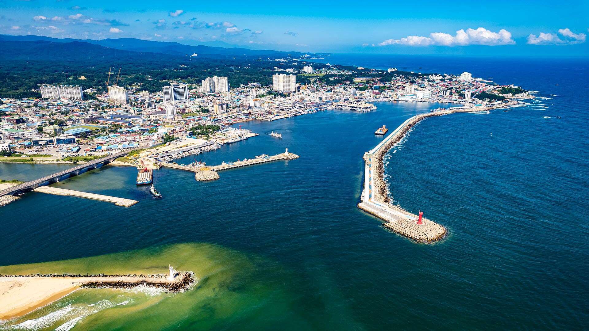 강릉 사근진 해변 유채꽃밭