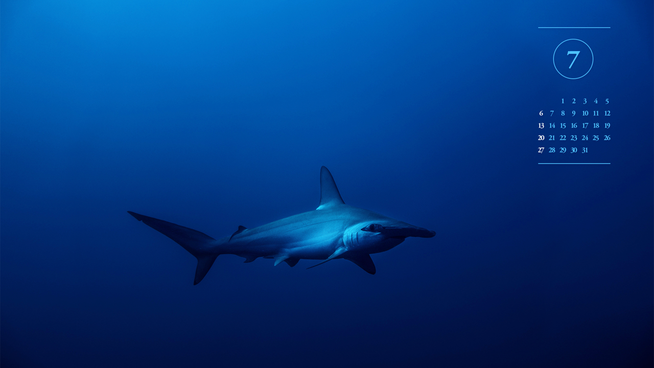 05 심해 상어 A - 2025년7월 노트북배경화면