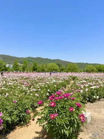 핫들생태공원 합천 산청 진달래축제_22