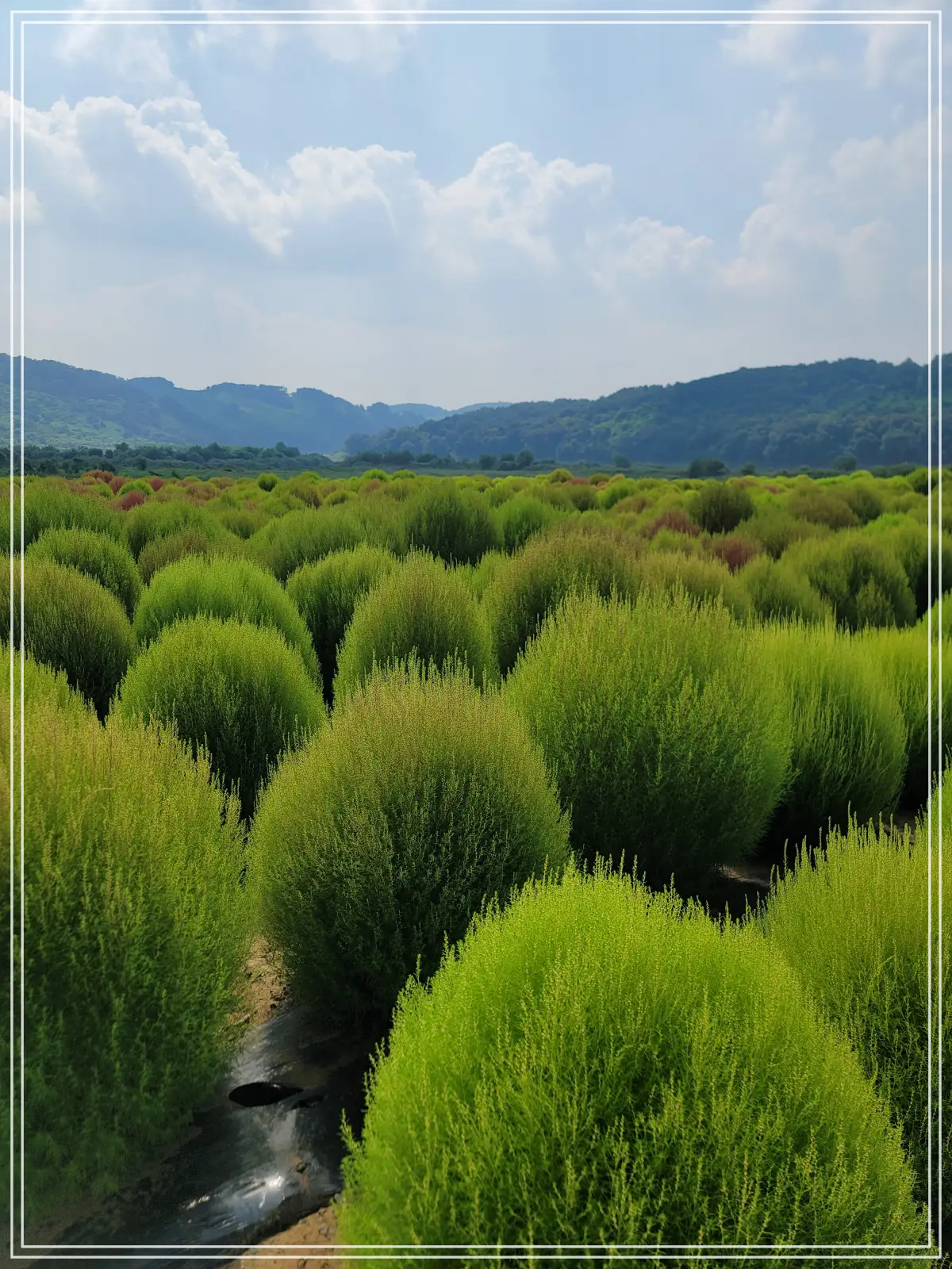 댑싸리-밭-가운데