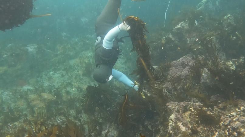 동네한바퀴 영덕 돌미역 해녀가 수확하는 모습