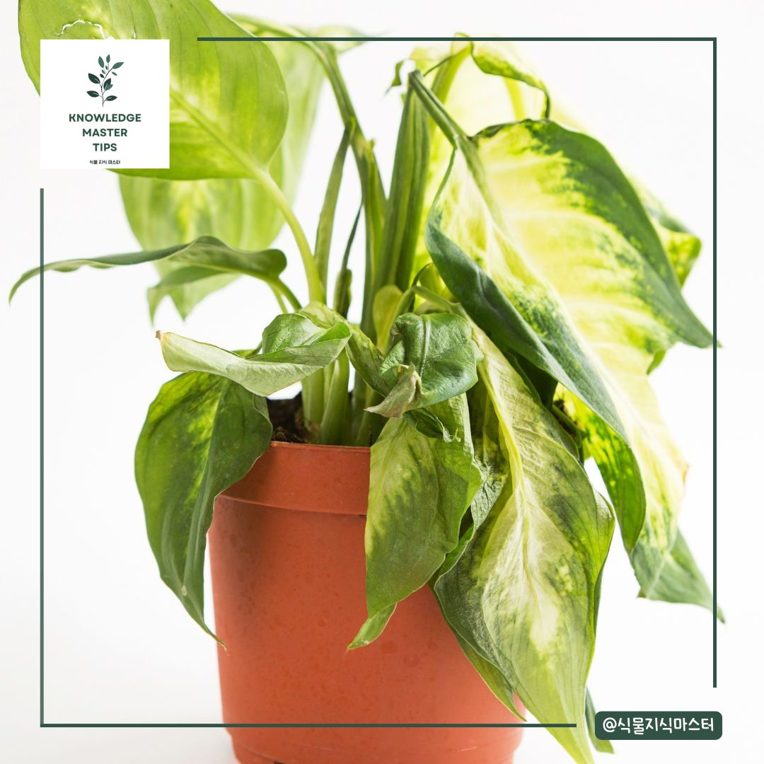 줄기가 축 늘어지는 현상