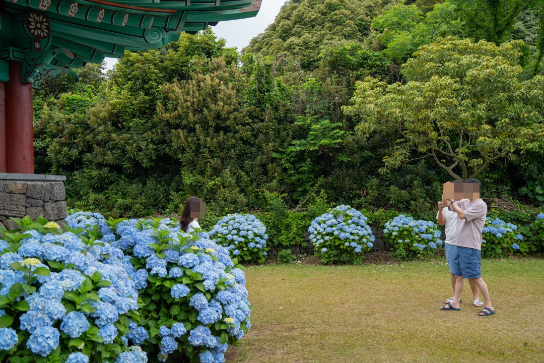 혼인지 수국 스냅