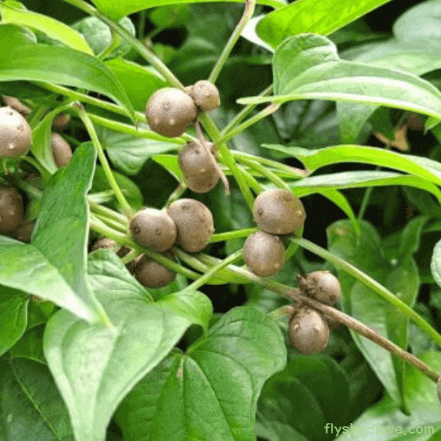 천연 항산화제 마씨앗