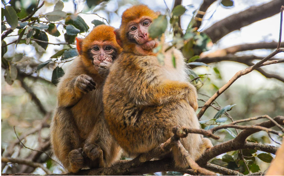 원숭이 B바이러스 항체