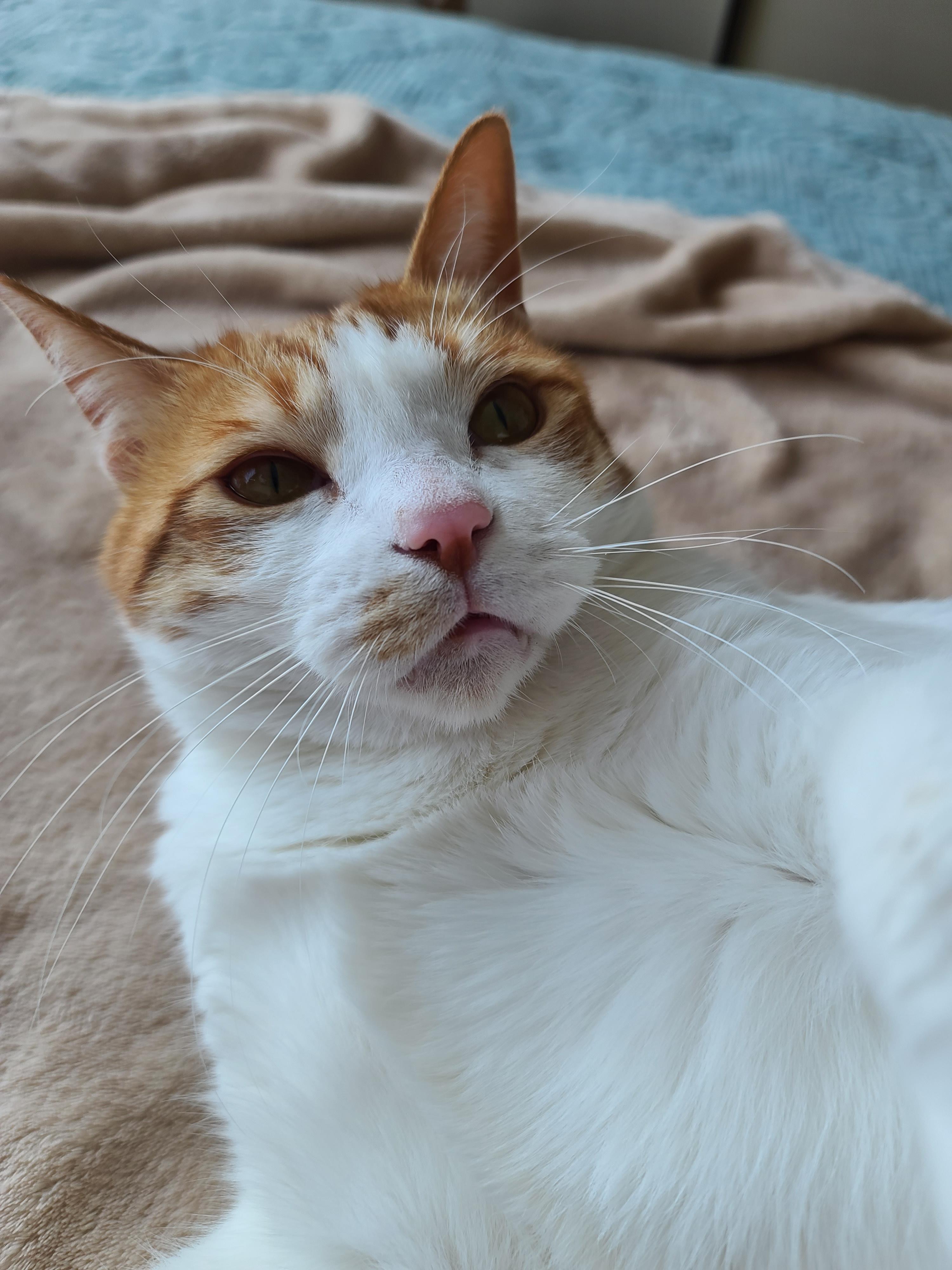 고양이 수염의 역할. 우리집 고양이들의 사냥할때 수염 모양새. 수염발사!! 사진귀여움 주의!