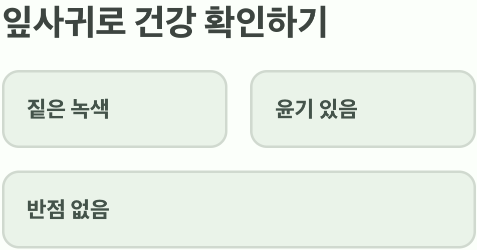잎사귀&amp;#44; 반짝이는 녹색 신호등