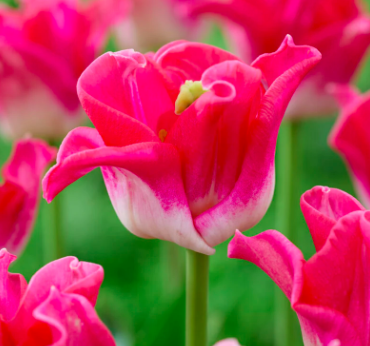 Crown of Dynasty Tulip