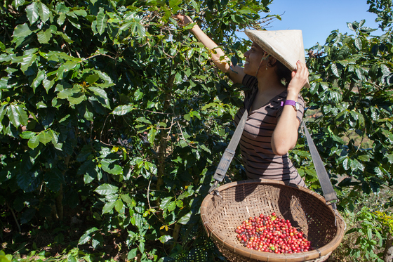 배트남 커피 농장을 나타내는 이미지
