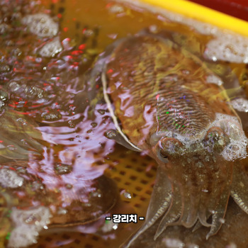 갑오징어 데치는법