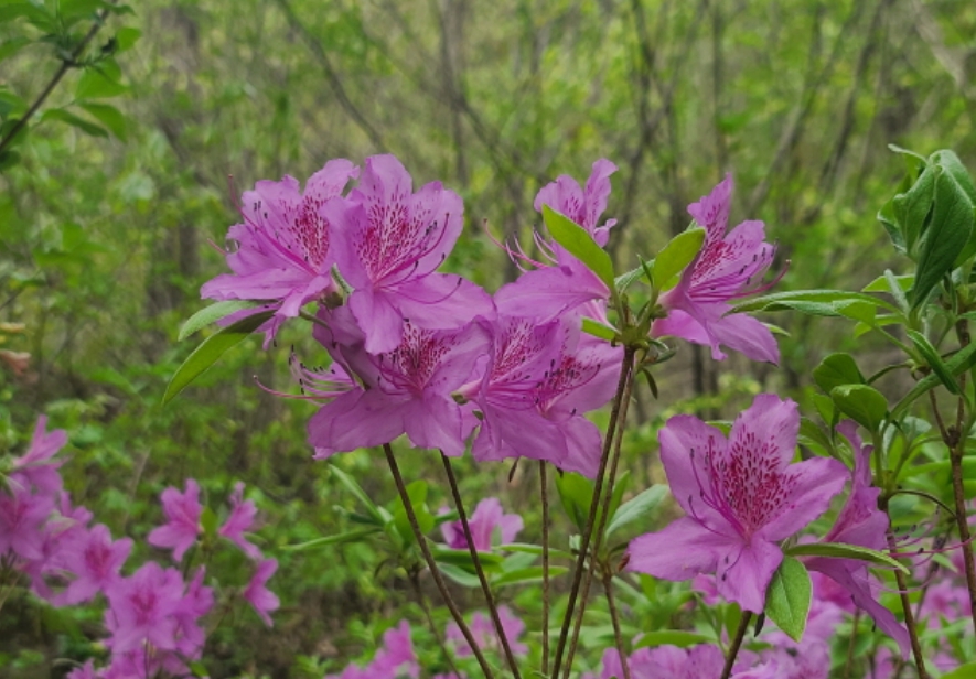 산철쭉