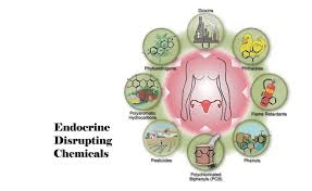 내분비계 교란물질 개념도
