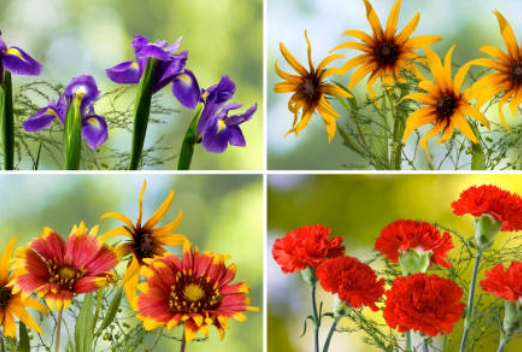 계절별 꽃과 꽃말 소개