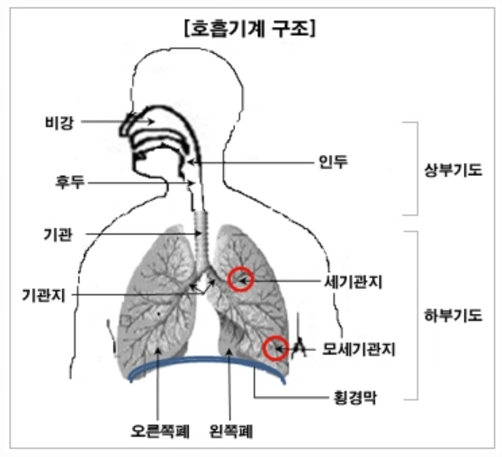 호흡기계의-구조