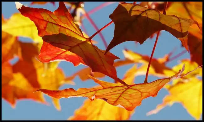 2024년 내장산 단풍절정시기