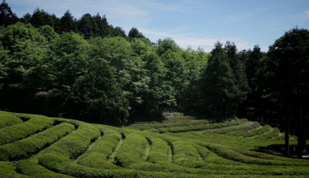 제주속으로 렌트카 가격비교사이트 체크사항