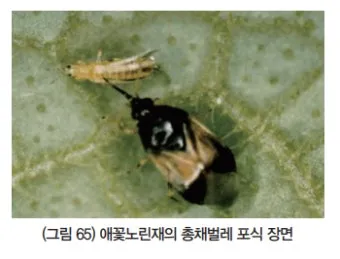 병해충 천적 활용 무당벌레 기생벌 끈끈이트랩 친환경 방제_7